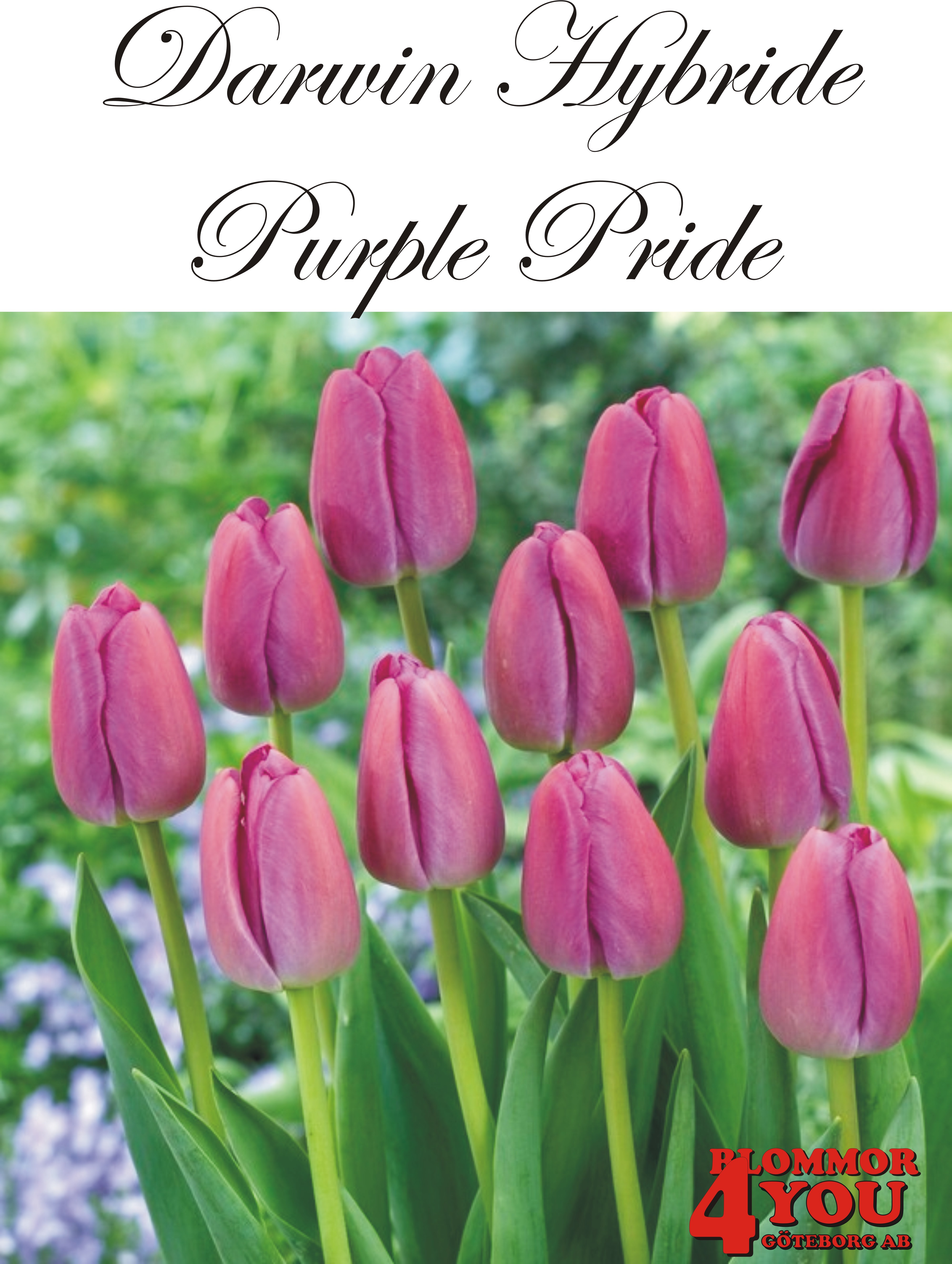 80496   PURPLE PRIDE        DARWIN HYBRIDETULPAN