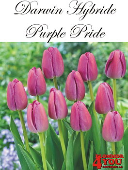 80496   PURPLE PRIDE        DARWIN HYBRIDETULPAN