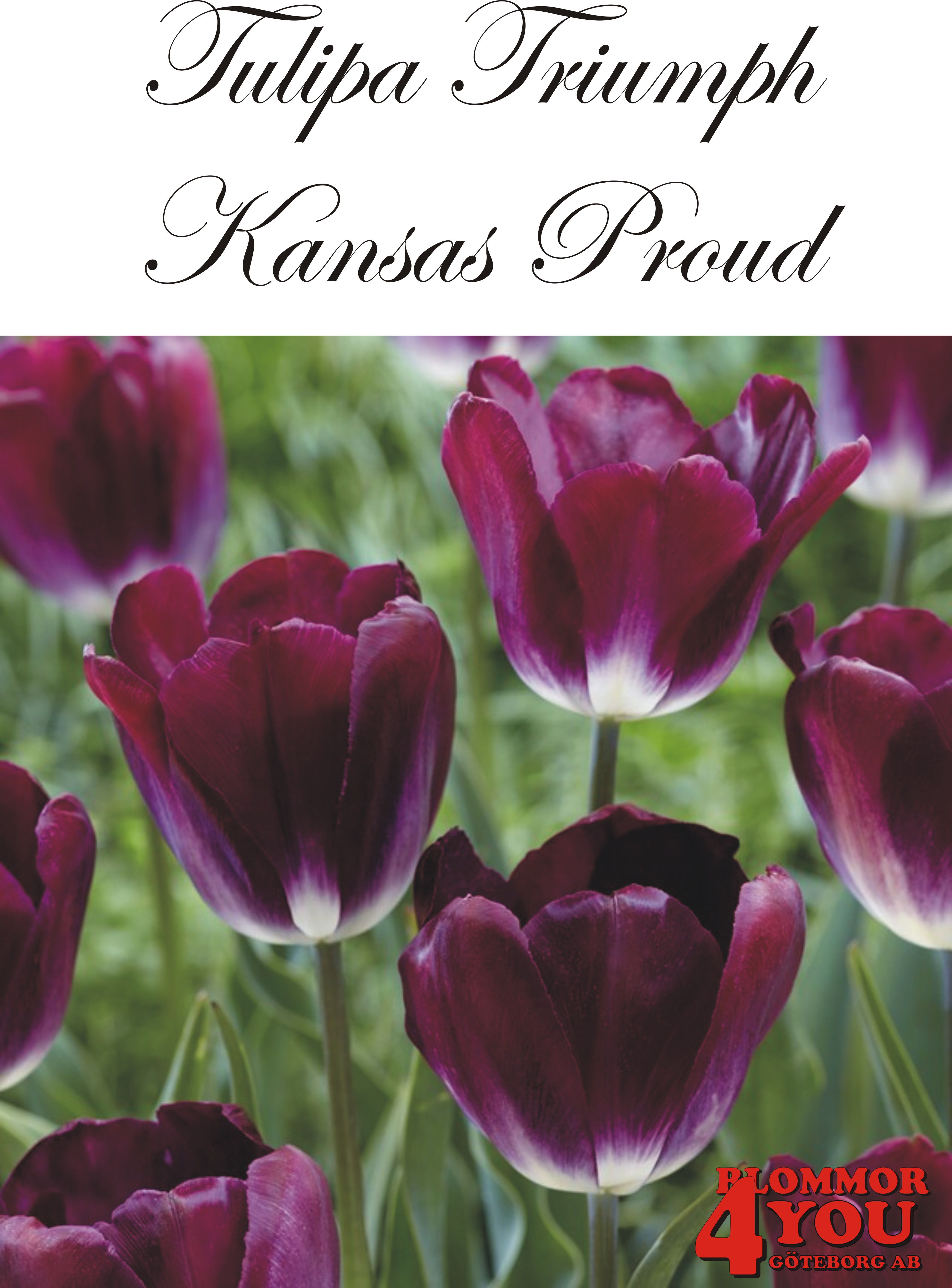 80190  KANSAS PROUD      TRIUMPHTULPAN