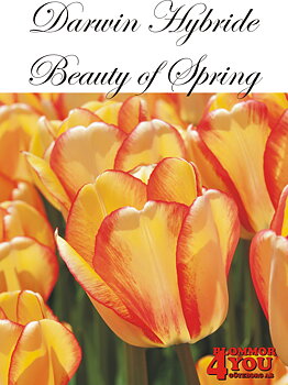 80465  BEAUTY OF SPRING       DARWIN HYBRIDETULPAN