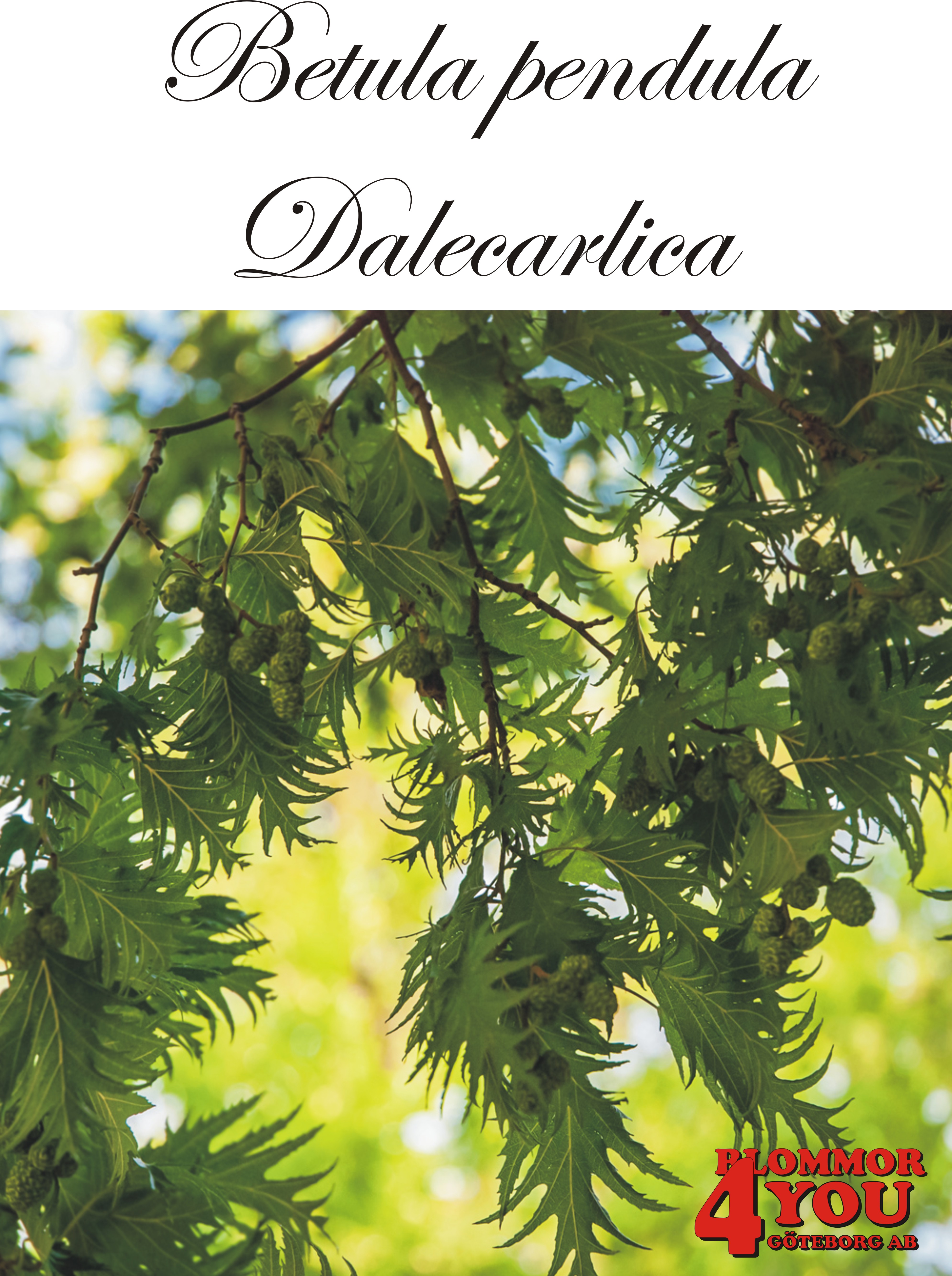Betula pendula Dalecarlica E Utr 150-200 Co