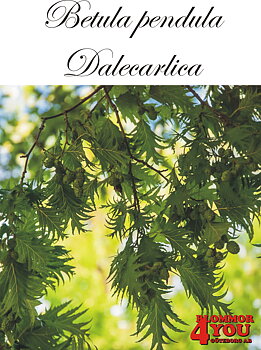 Betula pendula Dalecarlica E Utr 150-200 Co