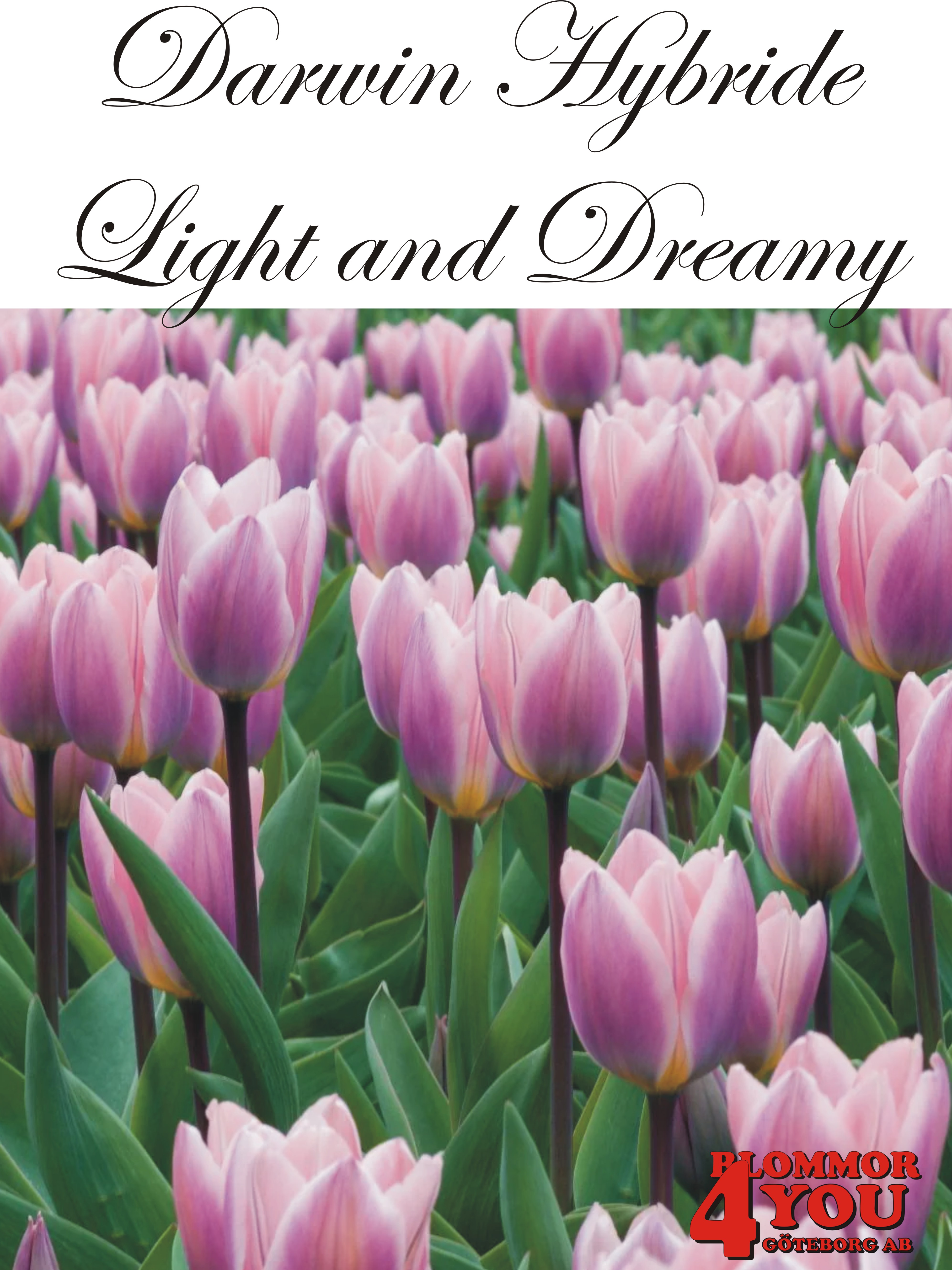80485  LIGHT AND DREAMY      DARWIN HYBRIDETULPAN