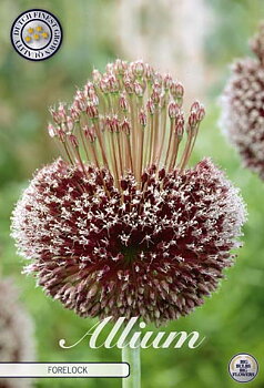 84025  FORELOCK    ALLIUM