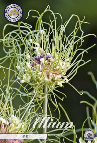 84045  HAIR    ALLIUM