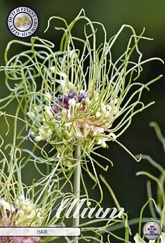 84045  HAIR    ALLIUM