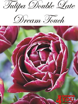 80710  DREAM TOUCH      DUBBEL SENTULPAN
