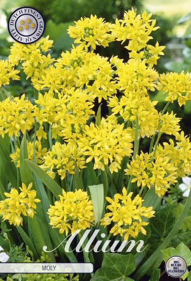 84060  MOLY (SYN. LUTEUM)    ALLIUM