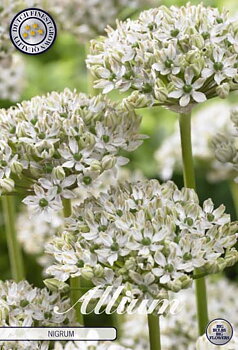 84075  NIGRUM    ALLIUM