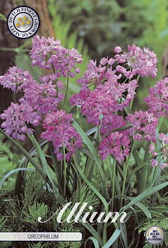 84080  OREOPHILUM            ALLIUM