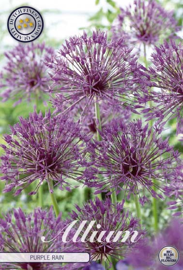84090   PURPLE RAIN    ALLIUM