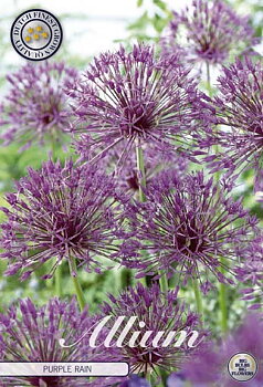 84090   PURPLE RAIN    ALLIUM