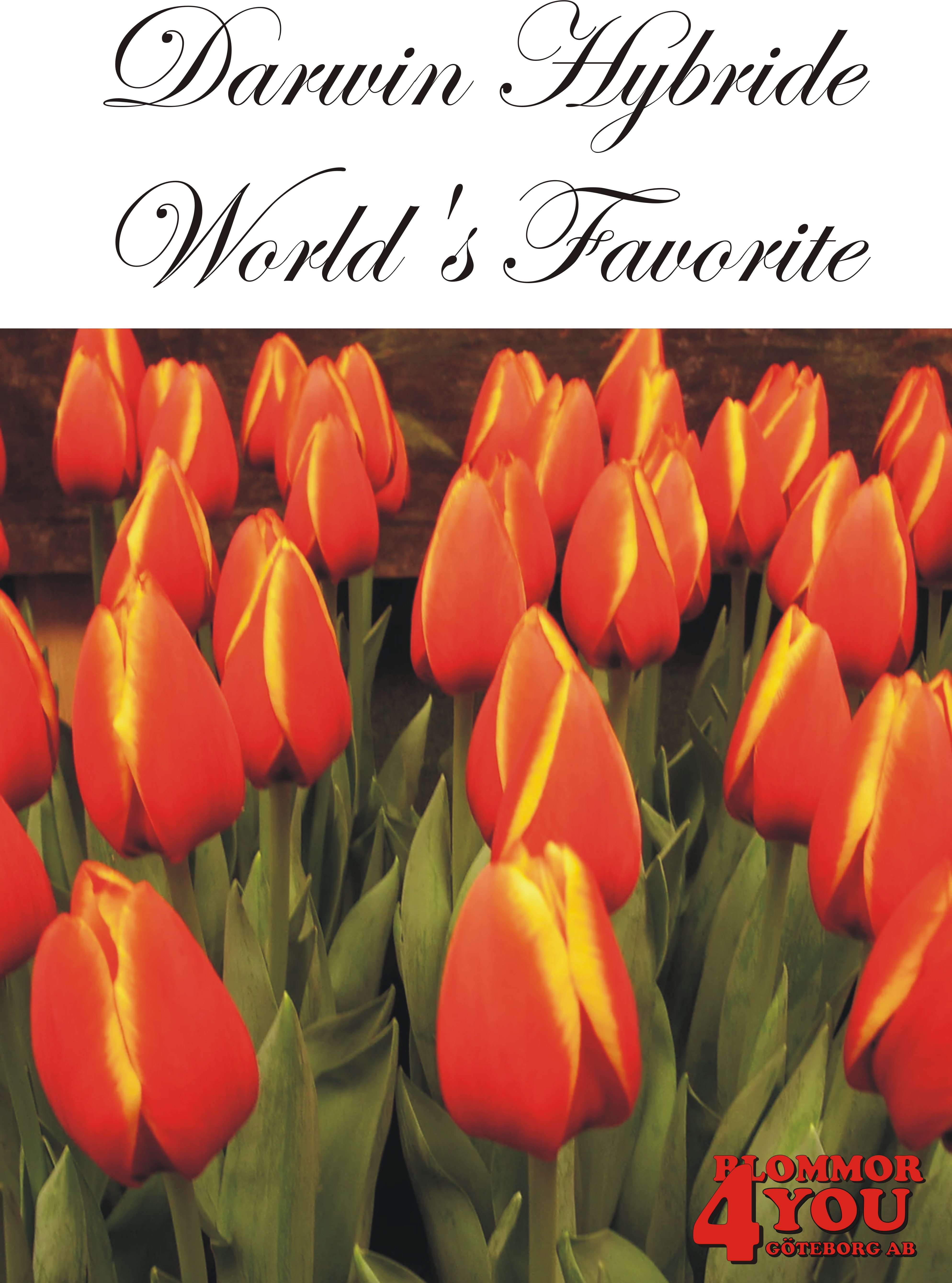 80505   WORLDS FAVOURITE       DARWIN HYBRIDETULPAN