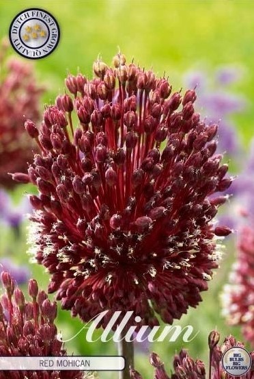 84100  RED MOHICAN     ALLIUM