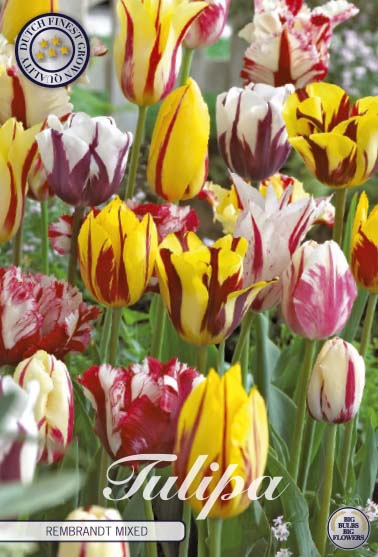 81140   REMBRANDT MIXED        GARDENMIX TULPAN