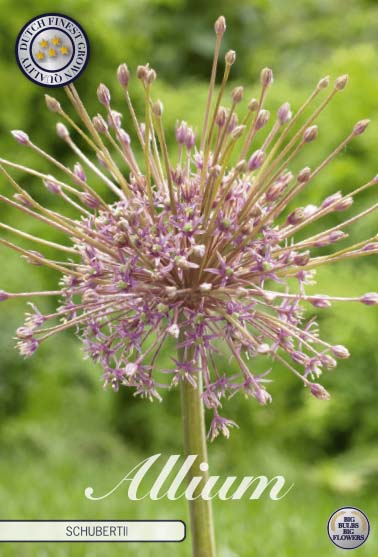 84105   SCHUBERTII    ALLIUM