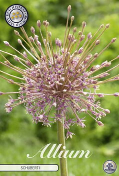 84105   SCHUBERTII    ALLIUM