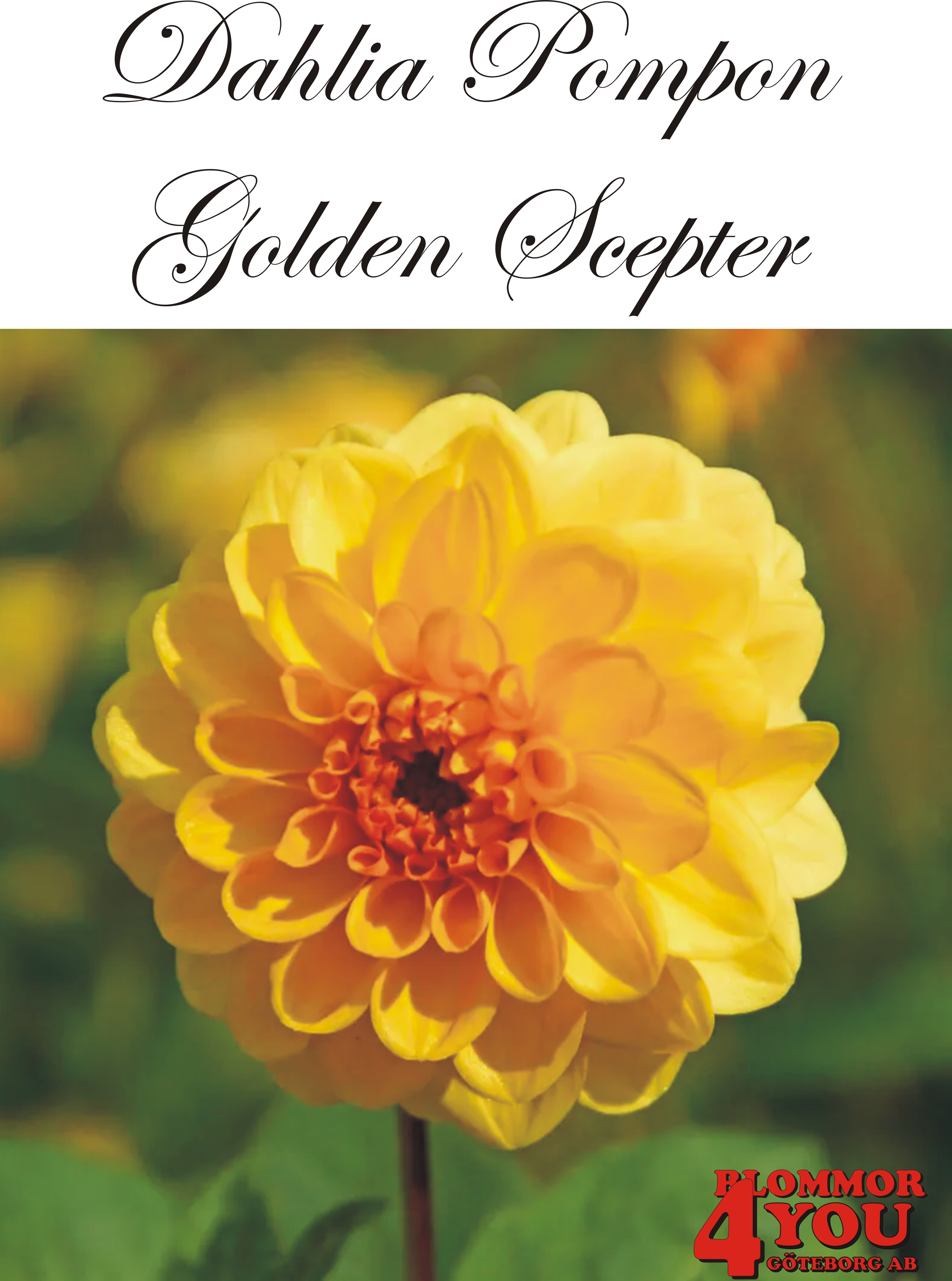 Dahlia Golden Scepter