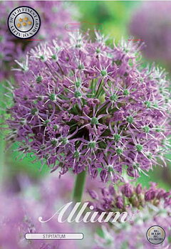84120  STIPITATUM    ALLIUM