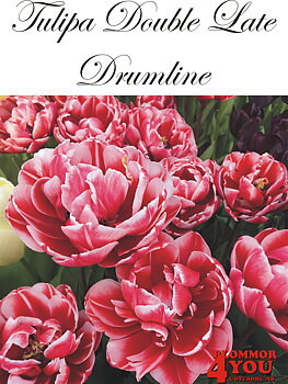 80715  DRUMLINE       DUBBEL SENTULPAN