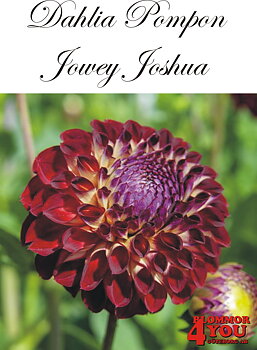 Dahlia Jowey Joshua