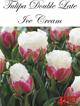 80725  ICE CREAM      DUBBEL SENTULPAN