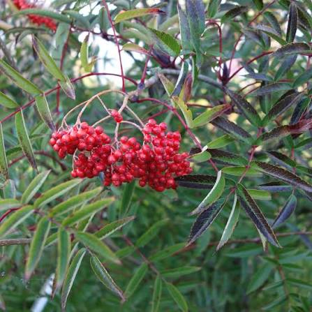 Sorbus commixta Carmencita E Utr 200-250 Co - 3