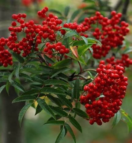 Sorbus commixta Carmencita E Utr 200-250 Co - 2
