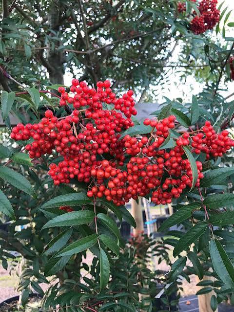 Sorbus commixta Carmencita E Utr 200-250 Co - 4