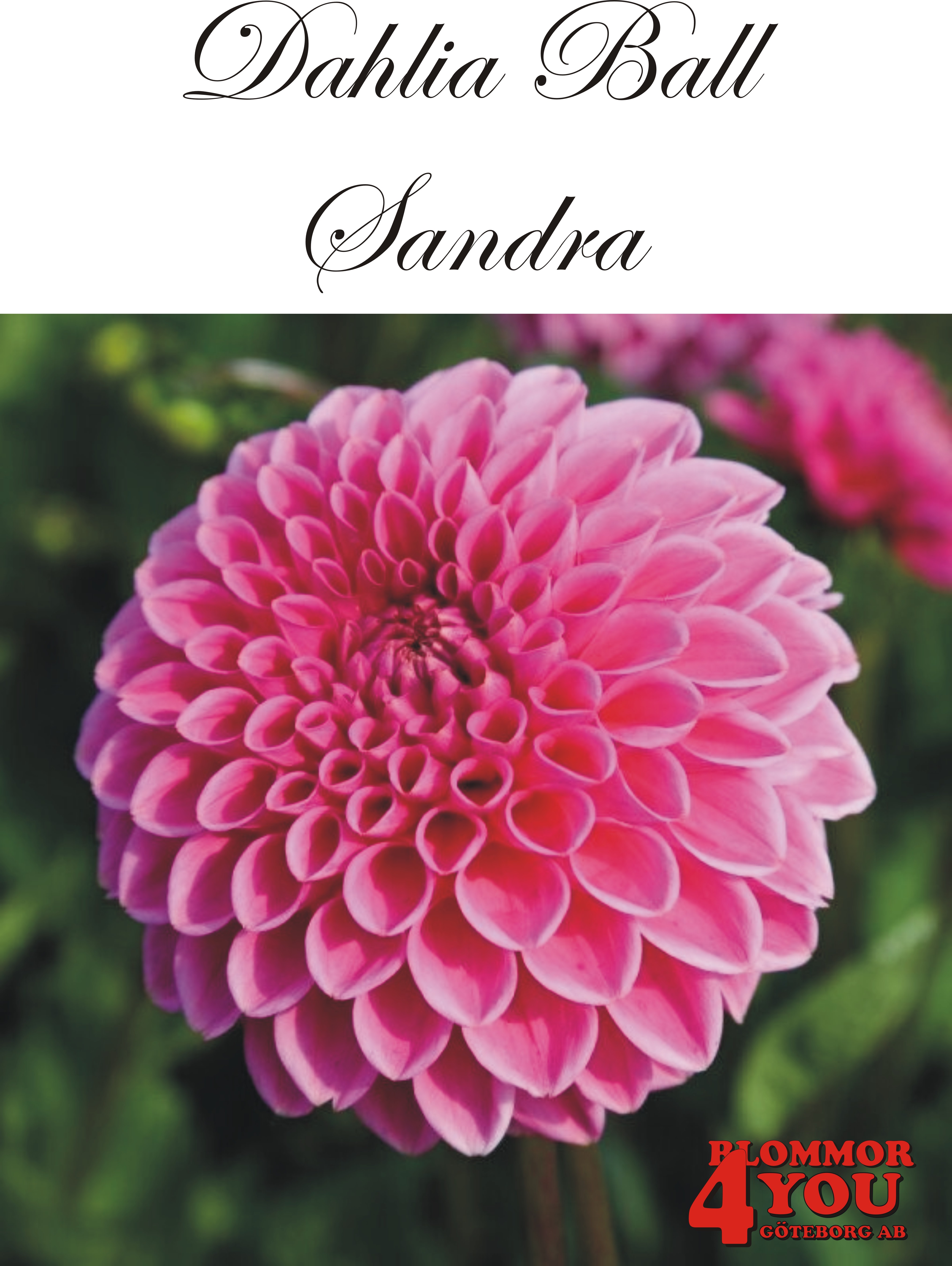 Dahlia   Sandra