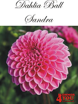 Dahlia   Sandra