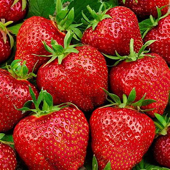Fragaria ananassa Elsanta  I  Svenskt namn  :Jordgubbe  I  Krukstorlek   : 10,5c  I  Förväntad Höjd  :  20 cm  I  Blomningstid :  juni-sept