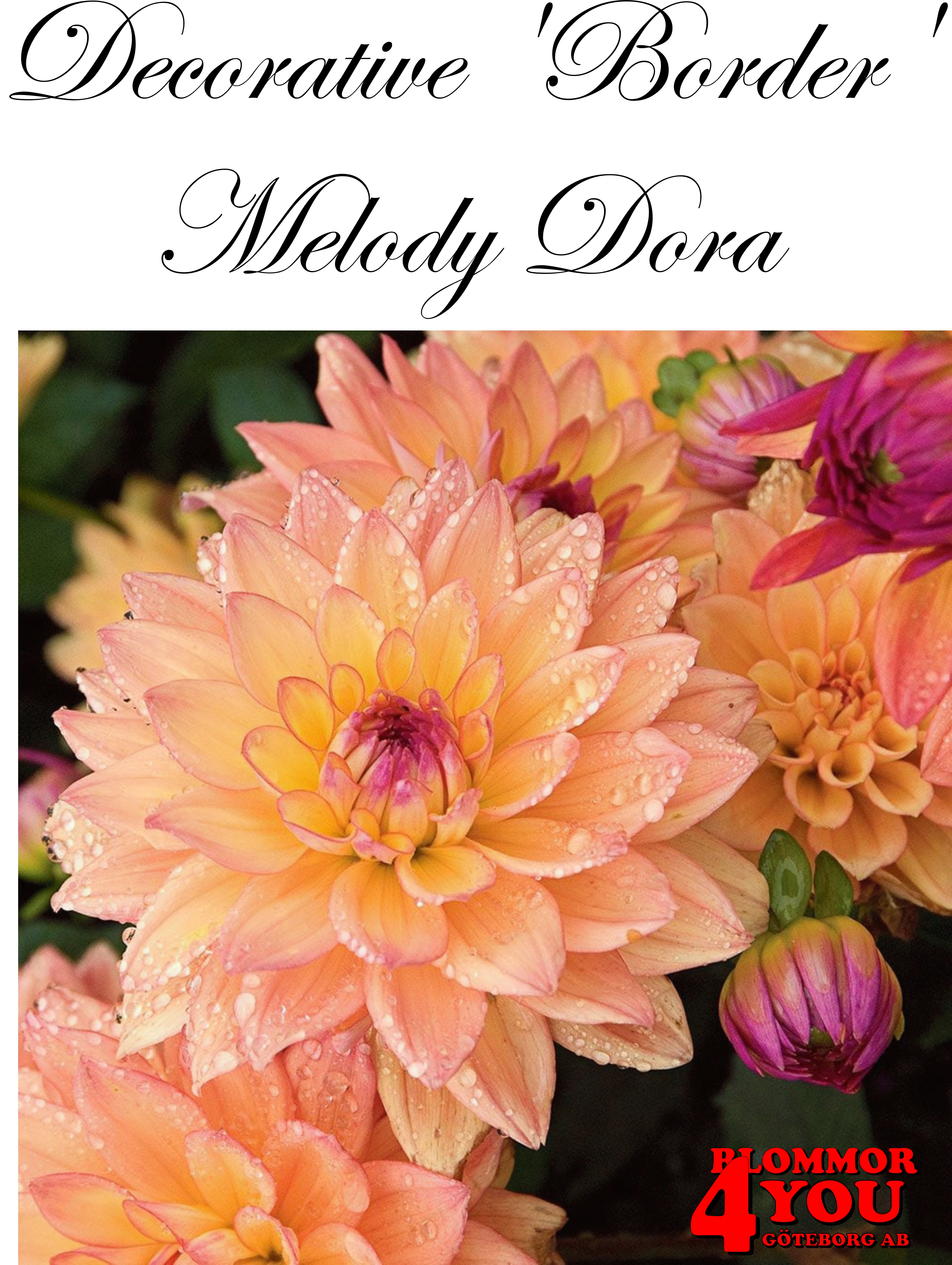 Dahlia Melody Dora