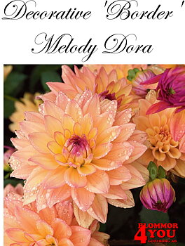 Dahlia Melody Dora
