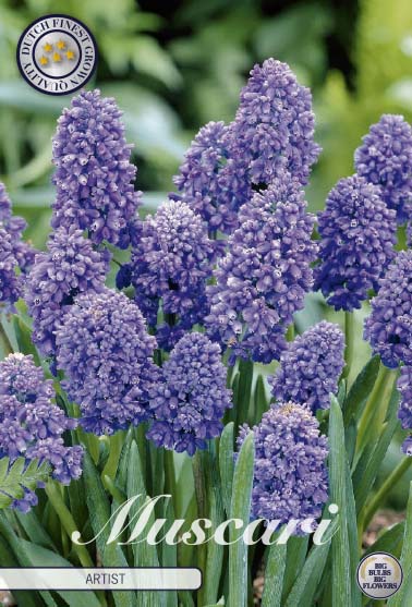 84630  MUSCARI/PÄRLHYACINT  ARTIST