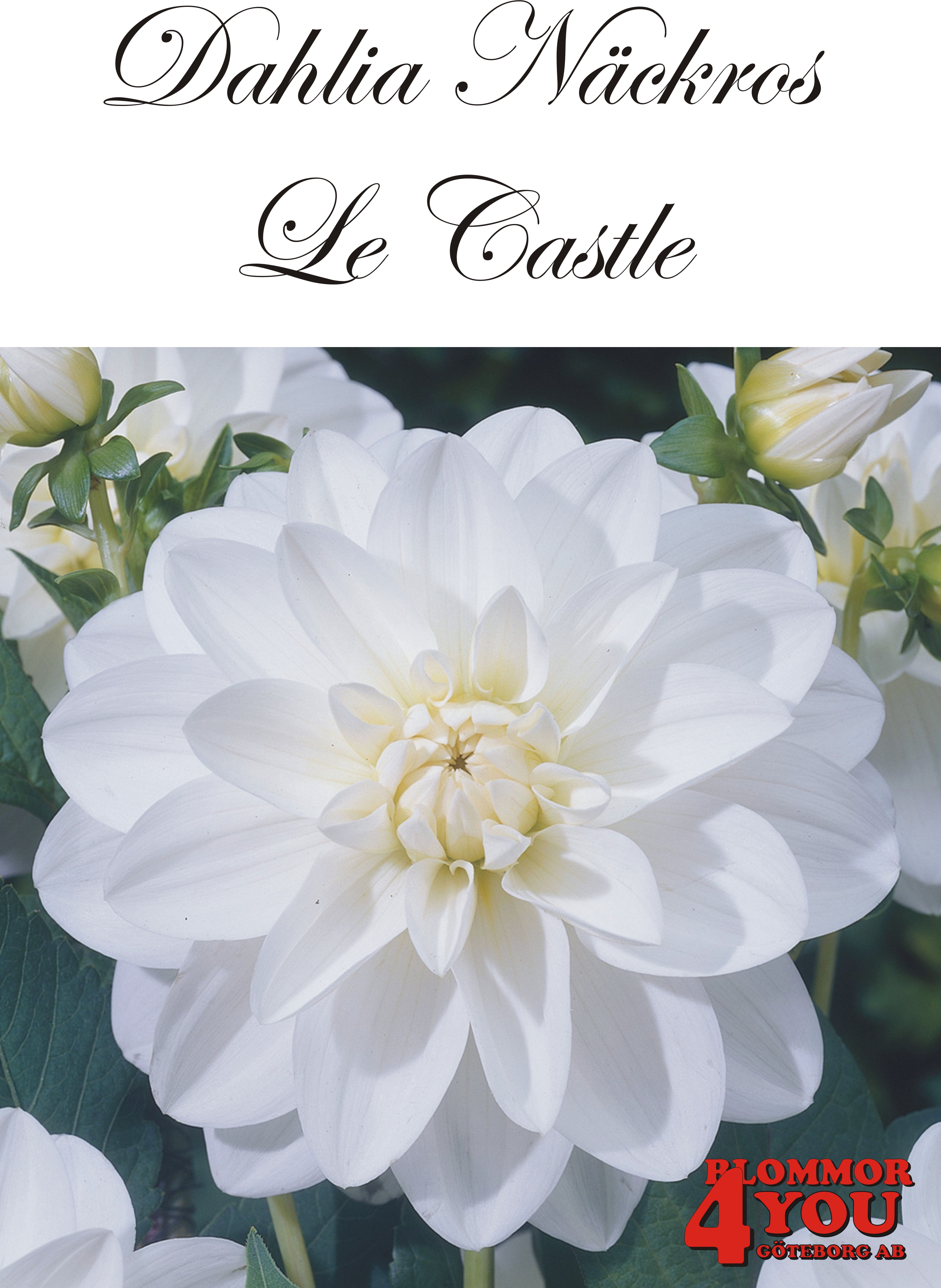 Dahlia Le Castle
