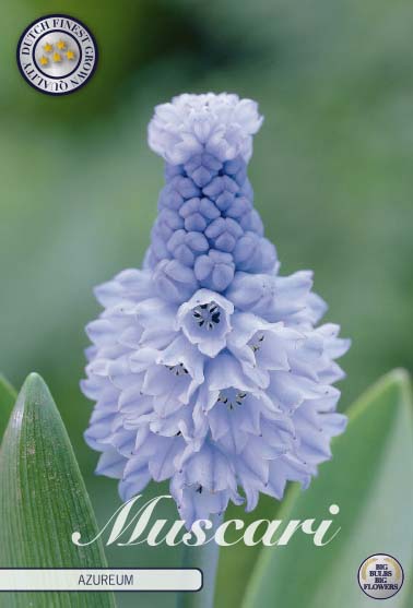 84635  MUSCARI/PÄRLHYACINT  AZUREUM