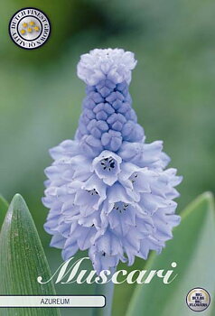 84635  MUSCARI/PÄRLHYACINT  AZUREUM