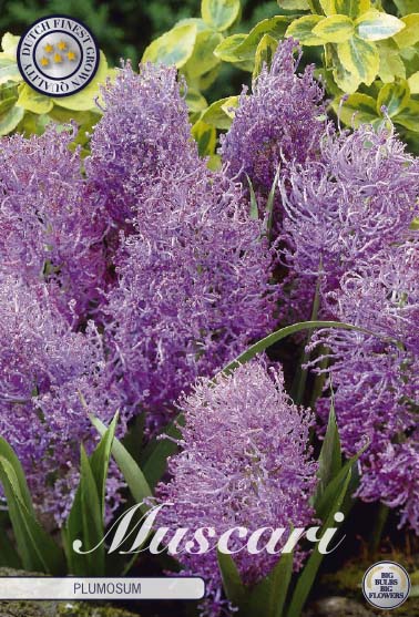 84660  MUSCARI/PÄRLHYACINT  PLUMOSUM