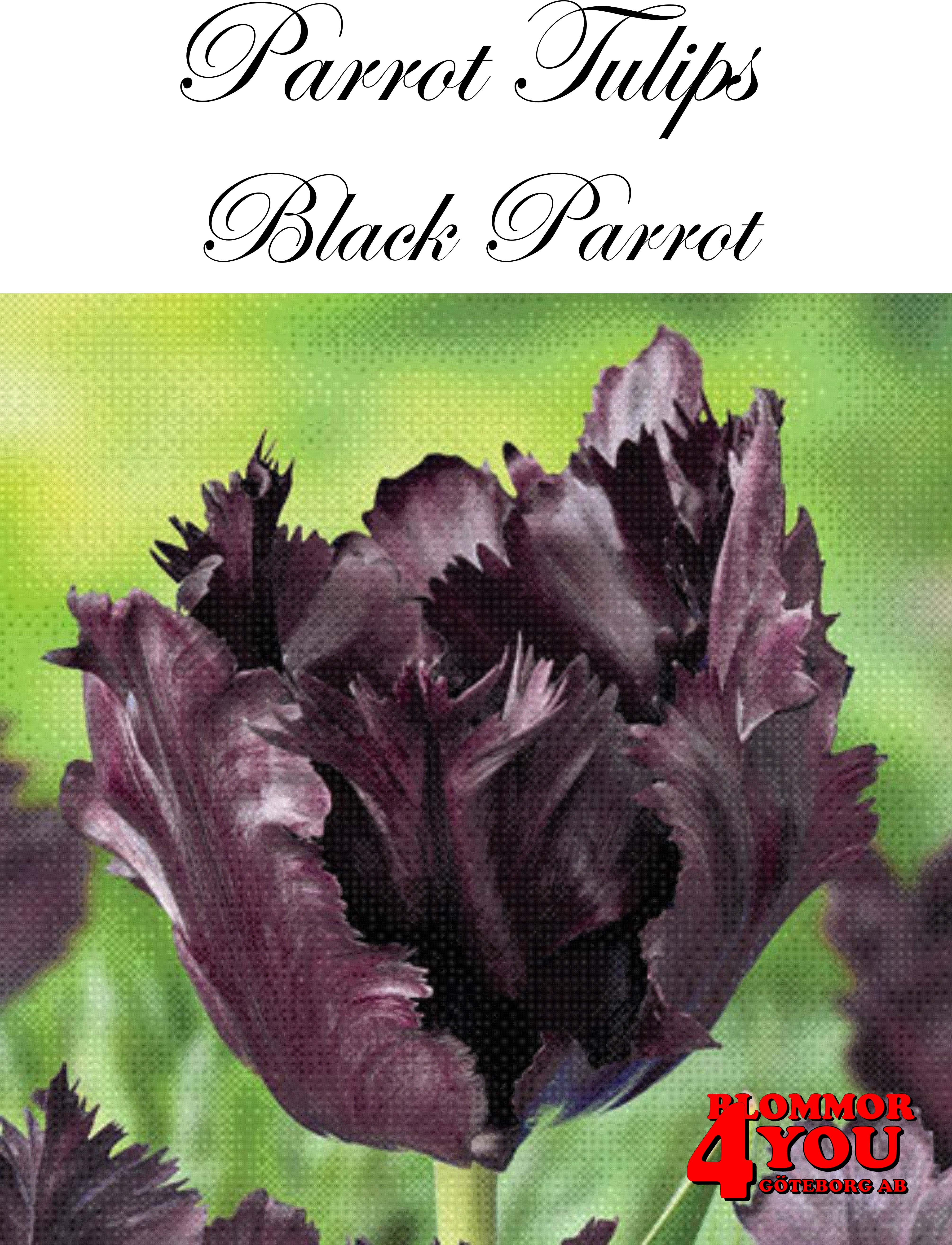 80385  BLACK PARROT    PAPEGOJTULPAN