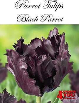80385  BLACK PARROT    PAPEGOJTULPAN