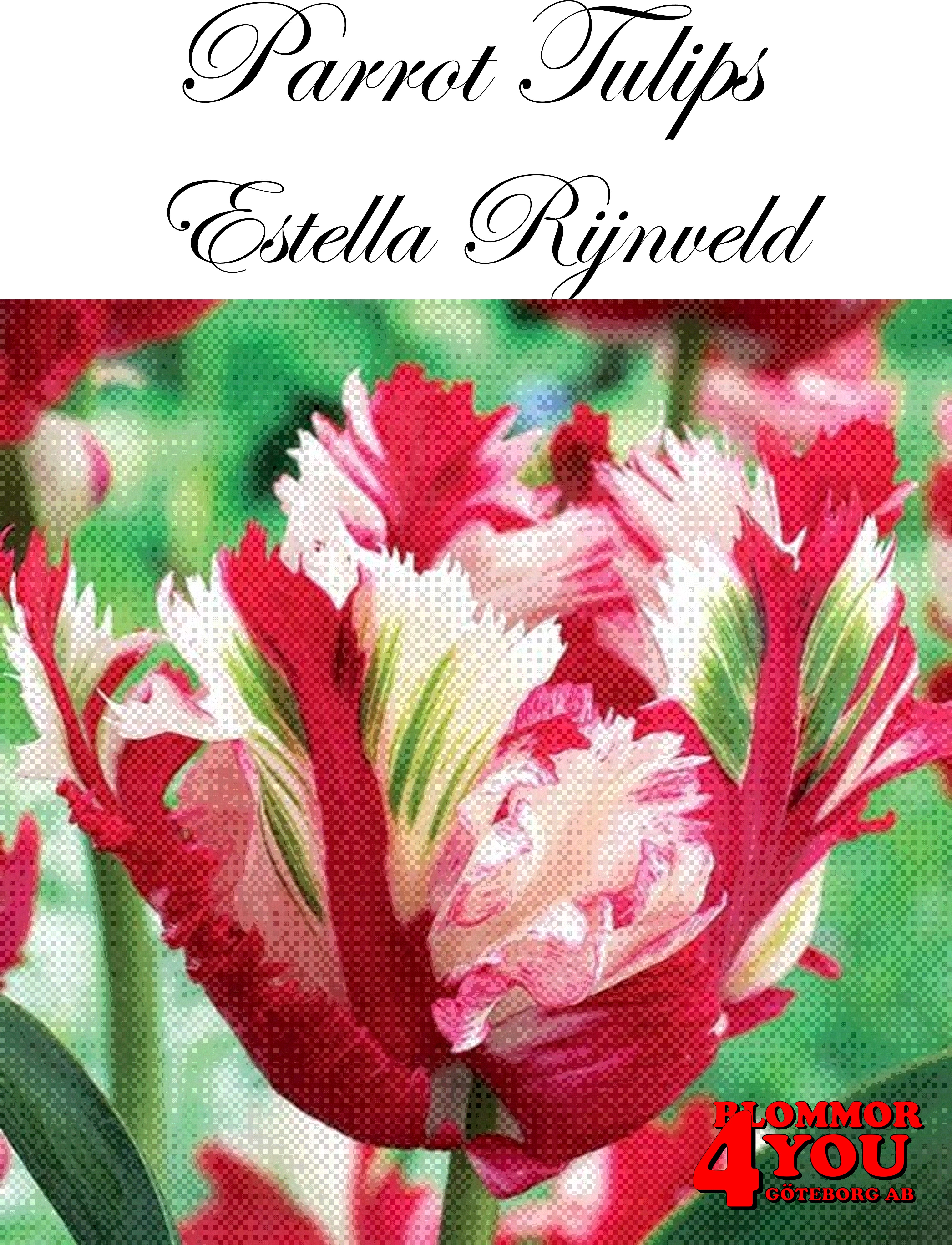 80395  ESTELLA RIJNVELD    PAPEGOJTULPAN
