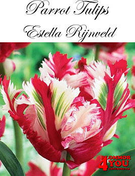 80395  ESTELLA RIJNVELD    PAPEGOJTULPAN