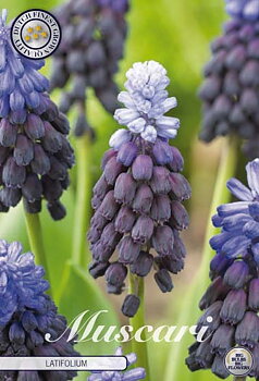 84645  MUSCARI/PÄRLHYACINT  LATIFOLIUM