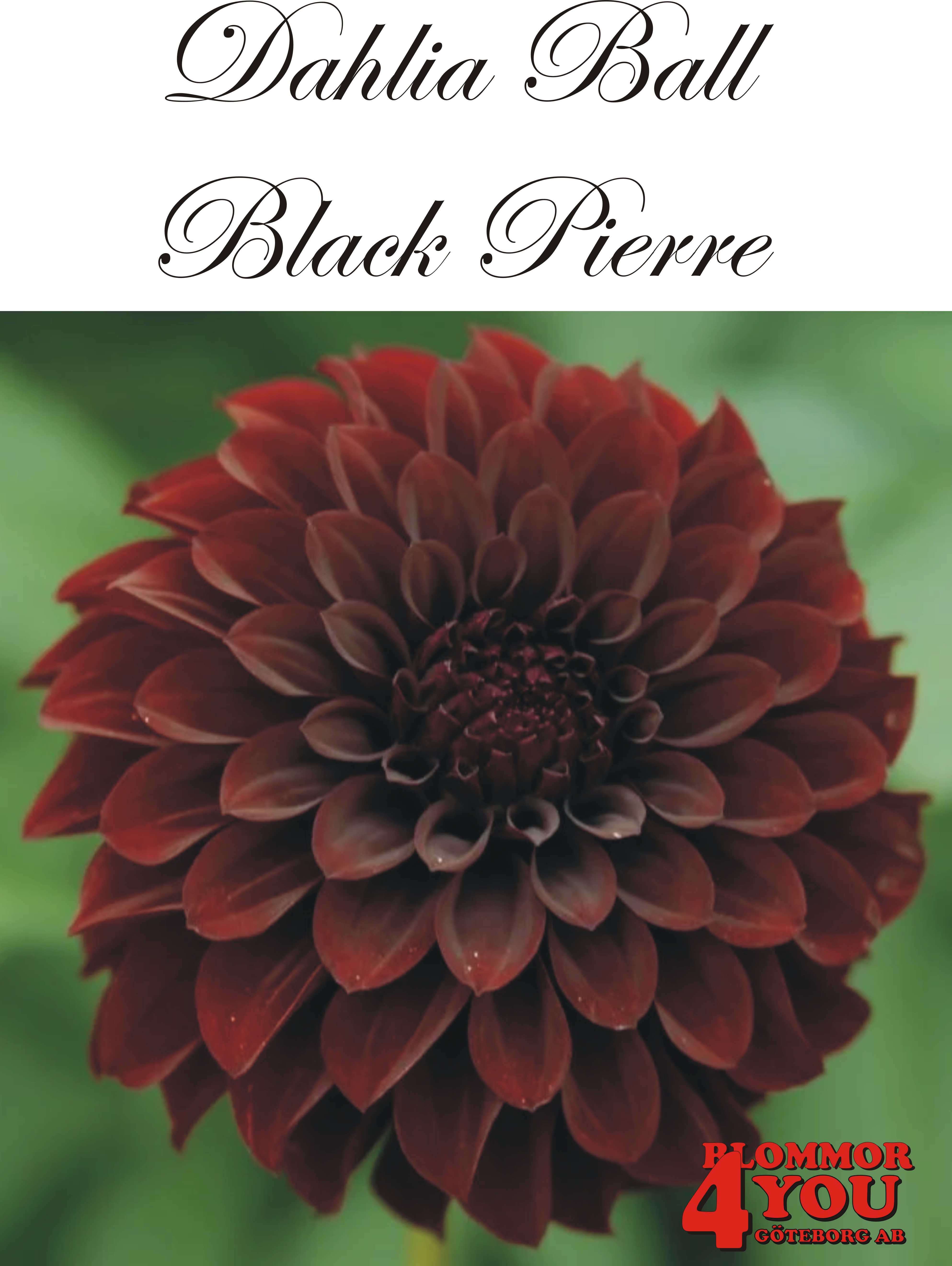 Bolldahlia      Black Pierre