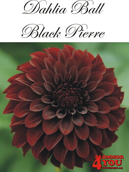 Bolldahlia      Black Pierre