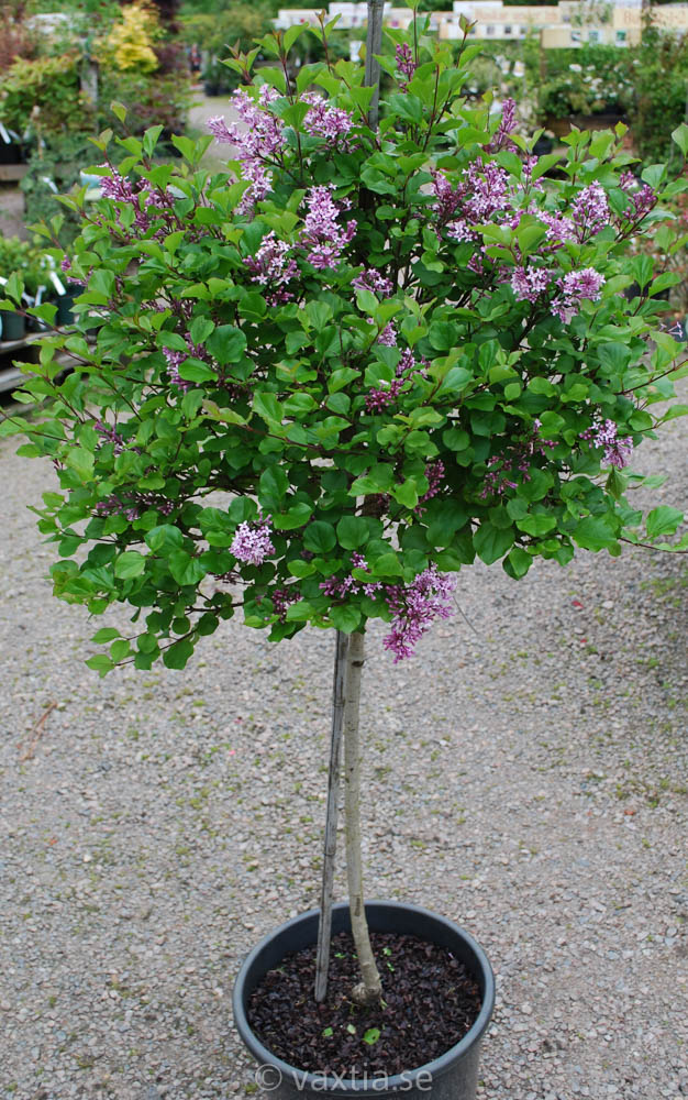 Syringa meyeri Palibin Sh 100 Co /  zon1-4(5) - 2