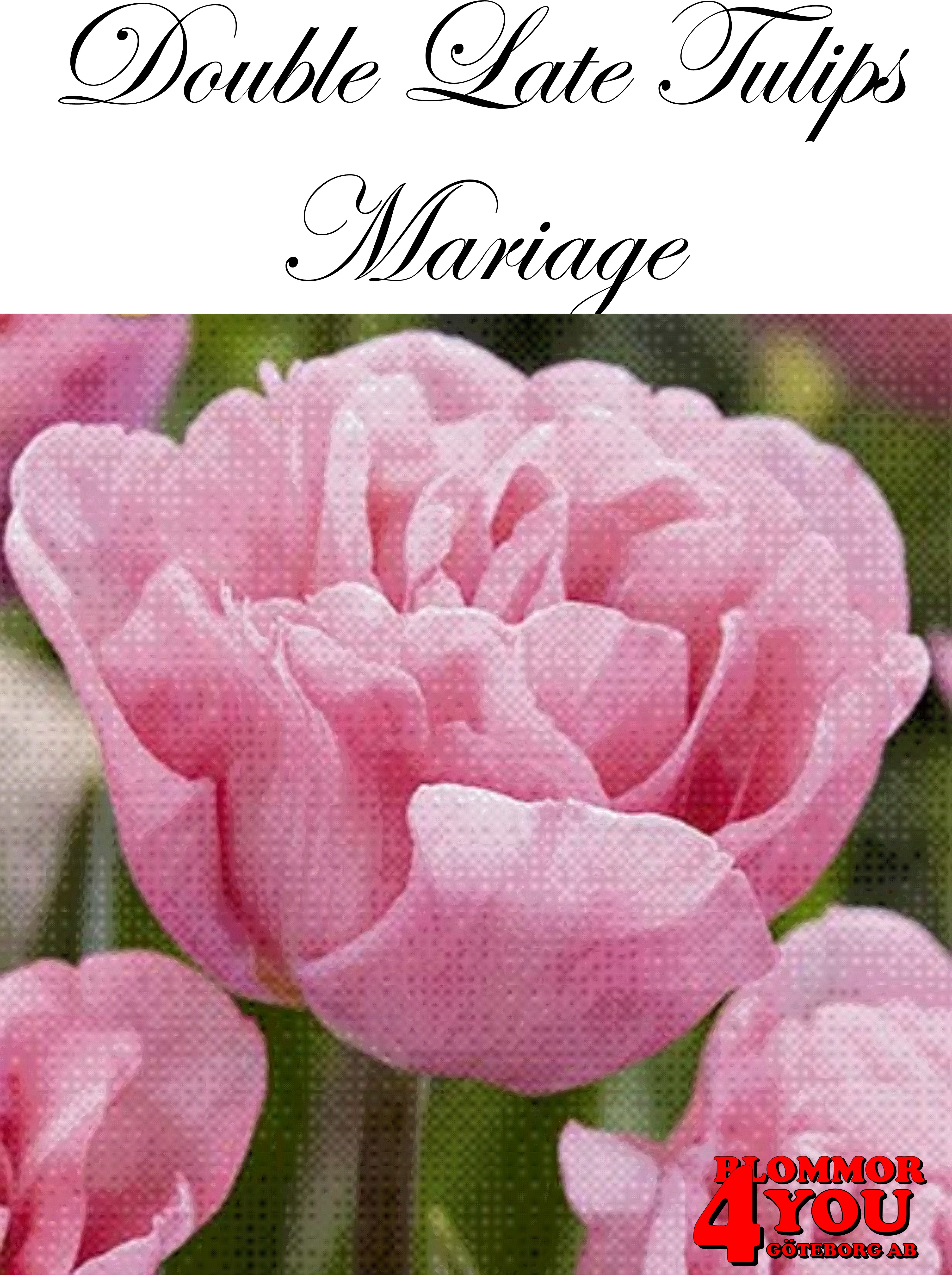 80737  MARIAGE      DUBBEL SENTULPAN