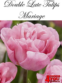 80737  MARIAGE      DUBBEL SENTULPAN