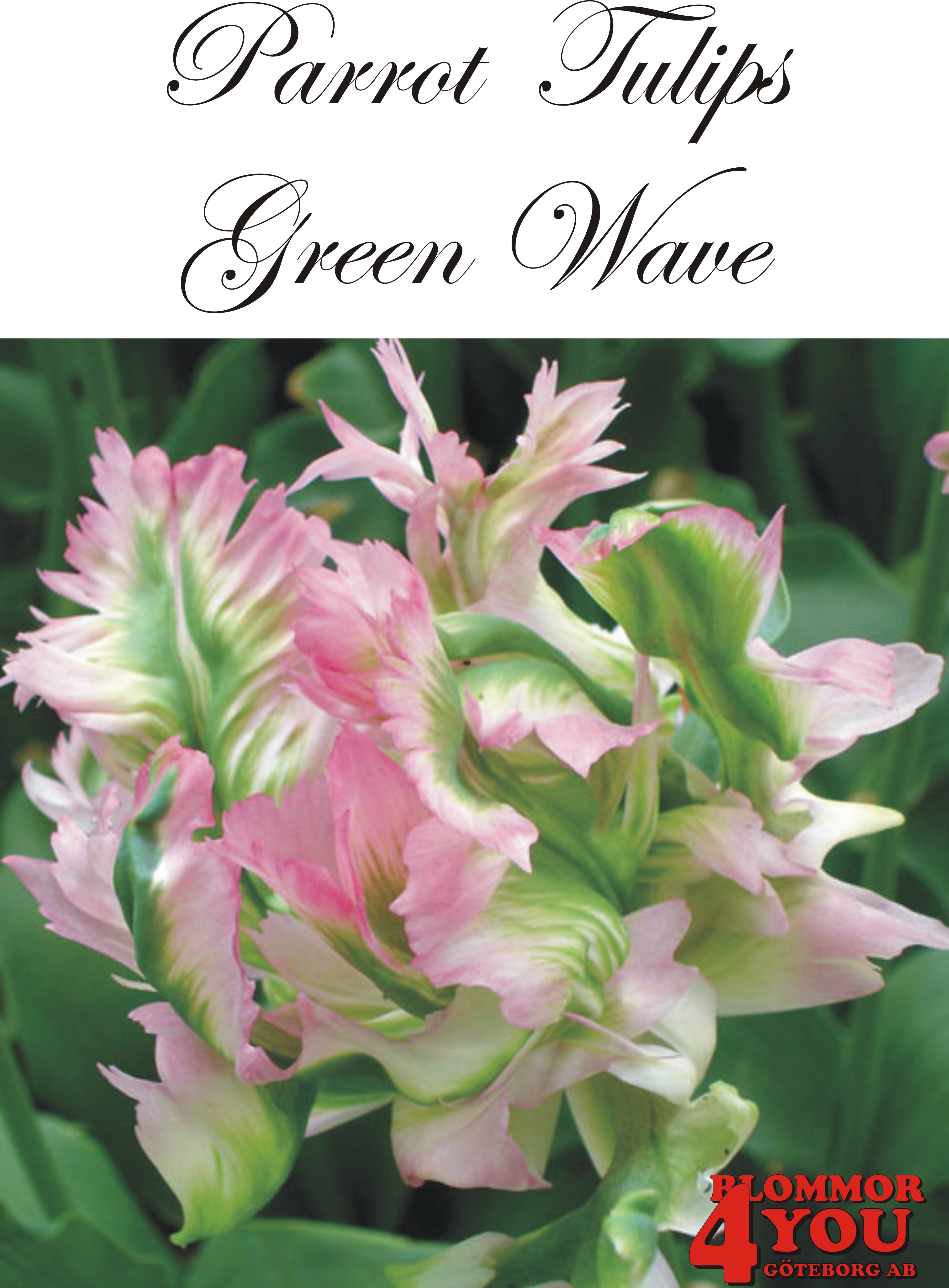 80410  GREEN WAVE PAPEGOJTULPAN